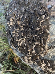 Umbilicaria muhlenbergii