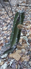 Cereus