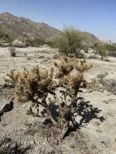 iNaturalist observation photo of Silver Cholla