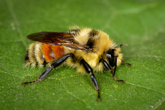 Bombus huntii