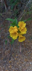 Tecoma stans