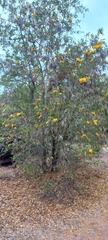 Tecoma stans