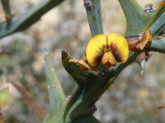 Daviesia pectinata