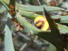 Daviesia pectinata