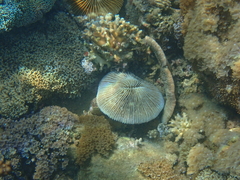 Fungia fungites