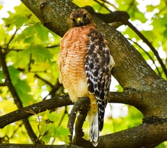 Buteo lineatus lineatus