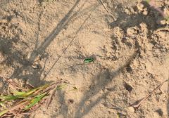 Cicindela patruela
