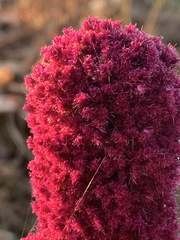 Amaranthus caudatus