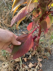 Amaranthus caudatus