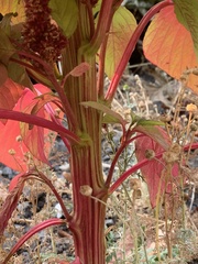 Amaranthus caudatus