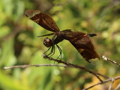 Rhyothemis obsolescens