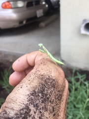 Mantidae