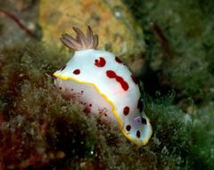 Goniobranchus splendidus