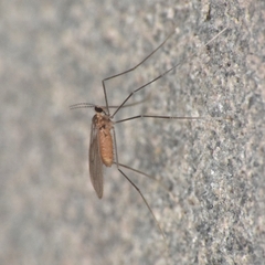 Monarthropalpus flavus