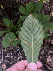 Cameraria ohridella