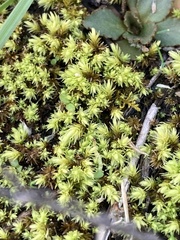 Aulacomnium palustre