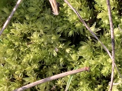 Aulacomnium palustre