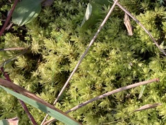 Aulacomnium palustre