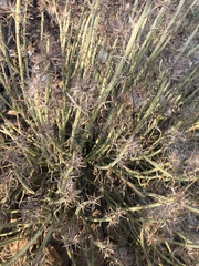 Kleinia longiflora