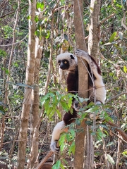 Propithecus coquereli