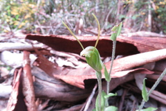 Pterostylis setulosa