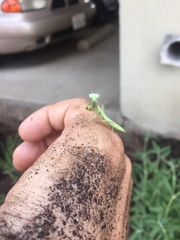 Mantidae