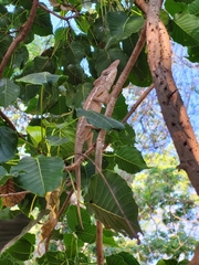 Furcifer rhinoceratus