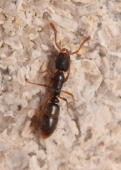 Ponera pennsylvanica