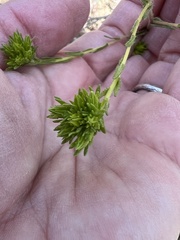 Deinandra fasciculata