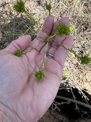 Deinandra fasciculata