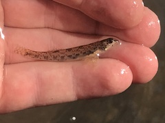 Etheostoma stigmaeum