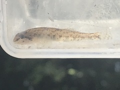 Etheostoma stigmaeum