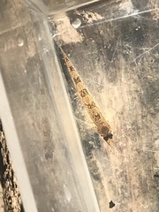 Etheostoma stigmaeum