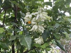 Mussaenda philippica