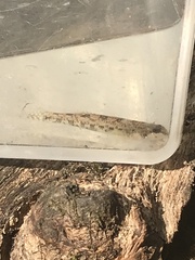 Etheostoma stigmaeum