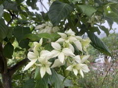 Mussaenda philippica