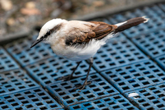 Fluvicola nengeta