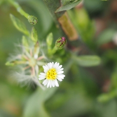 Symphyotrichum subulatum