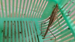 Euconocephalus varius