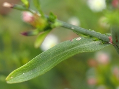 Symphyotrichum subulatum