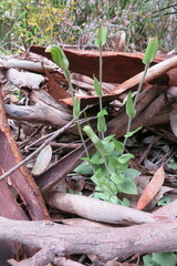 Pterostylis setulosa