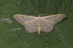 Idaea deversaria