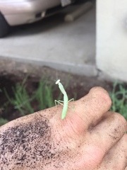 Mantidae