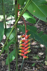Heliconia rostrata