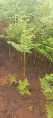 Pteridium aquilinum capense