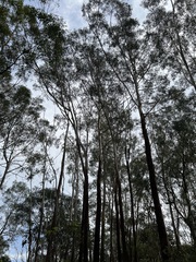 Eucalyptus pilularis