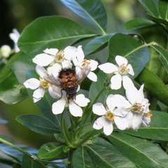 Paradejeania rutilioides