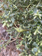 Gnorimoschema baccharisella