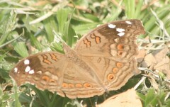 Junonia natalica