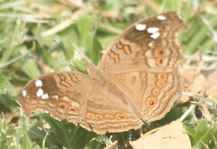 Junonia natalica